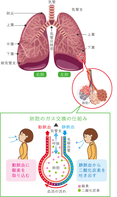 慢性閉塞性肺疾患 Jr札幌病院